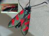 Zygaena filipendulae